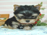 teacup yorkie